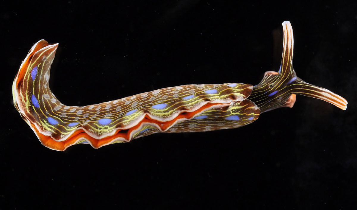 a nudibranch; credit: Ingrid Knapp)