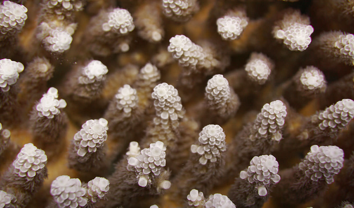 healthy coral in Pagan; credit: Ingrid Knapp