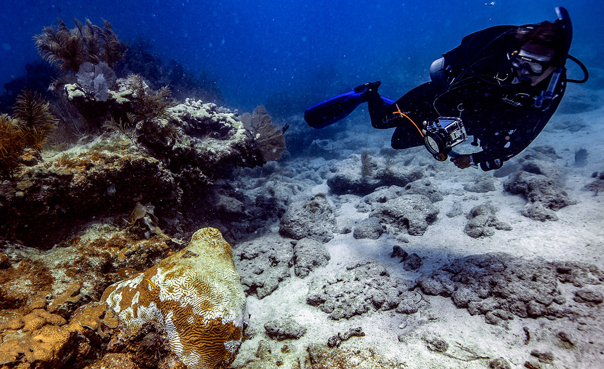 coral disease seen under the water by a science diver