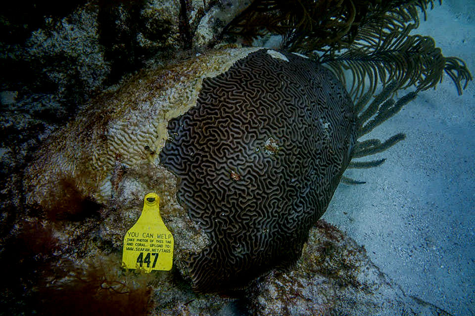 Divers along the Florida Reef Tract are encouraged to photograph and report the condition of tagged corals that have been treated with antibiotics.