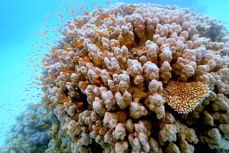 a coral reef with tropical fish