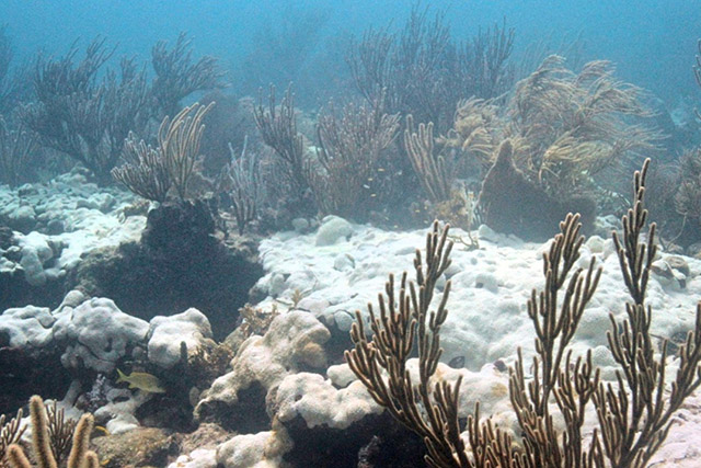Extensive bleaching of the soft coral Palythoa caribaeorum on Emerald Reef, Key Biscayne, Florida