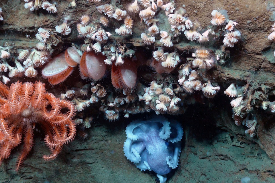 An octopus, sea star, bivalves and dozens of cup coral all share the same overhang in an area adjacent to the Hudson Canyon off the coast of New York and New Jersey. 