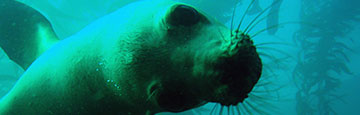 sea lion post credit: Claire Fackler, NOAA National Marine Sanctuaries