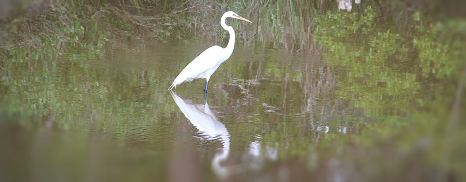 an egret in a tidal pool