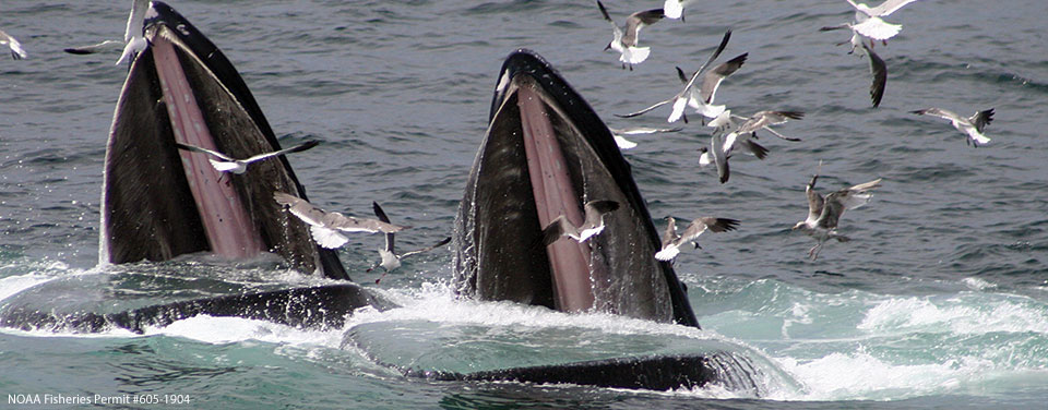 Two humpback whales feed in the waters of Stellwagen Bank National Marine Sanctuary.
