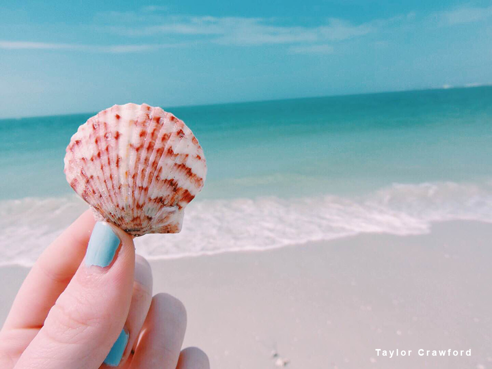 person holding a small shell by ocean