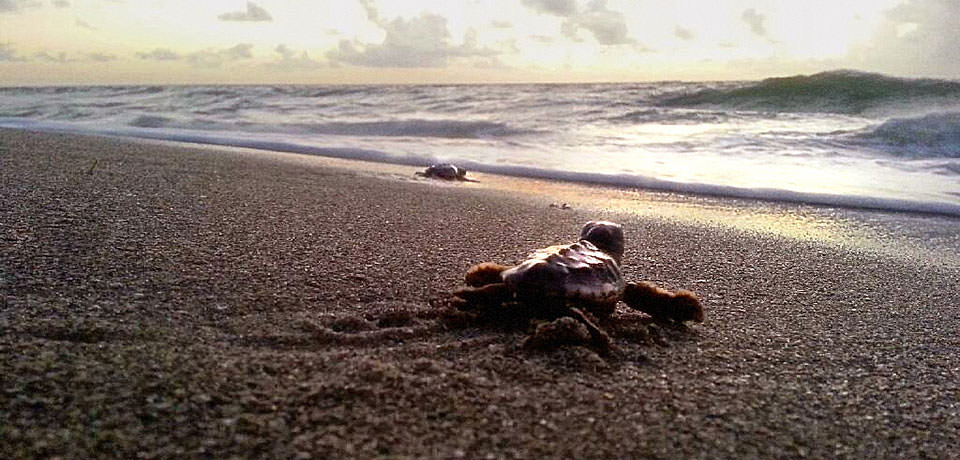image courtesy of Veronica Runge; loggerhead turtle hatchlings