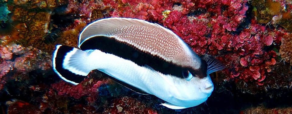 Scientists Study Unusual Coral Reef
