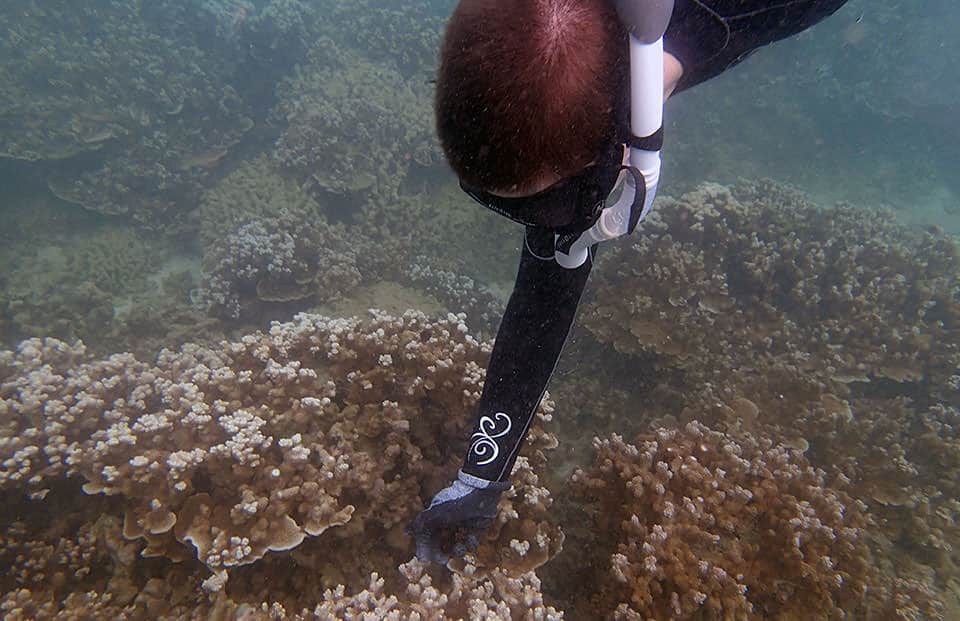 a diver releases an urchin on a coral reef