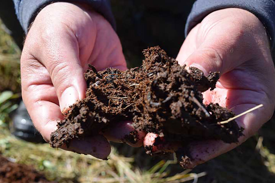 a close up of hands holding dirt