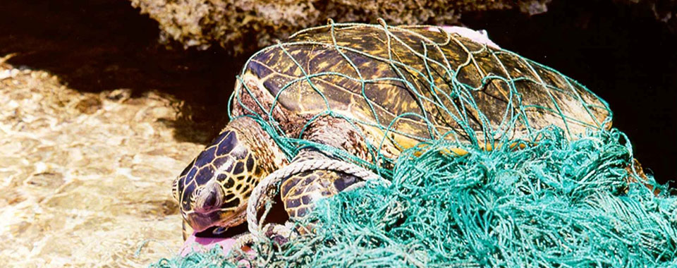 green turtle entangled in net