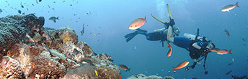 Scuba divers explore the Flower Garden Banks National Marine Sanctuary