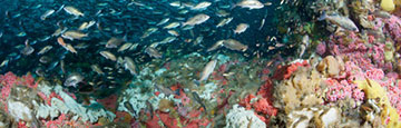 hundreds of rockfish over Cordell Bank