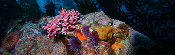 Diving in the Monterey Bay National Marine Sanctuary.