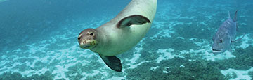 Hawaiian monk seal swimming underwater