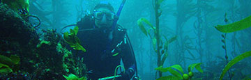 Diver in Channel Islands kelp forest
