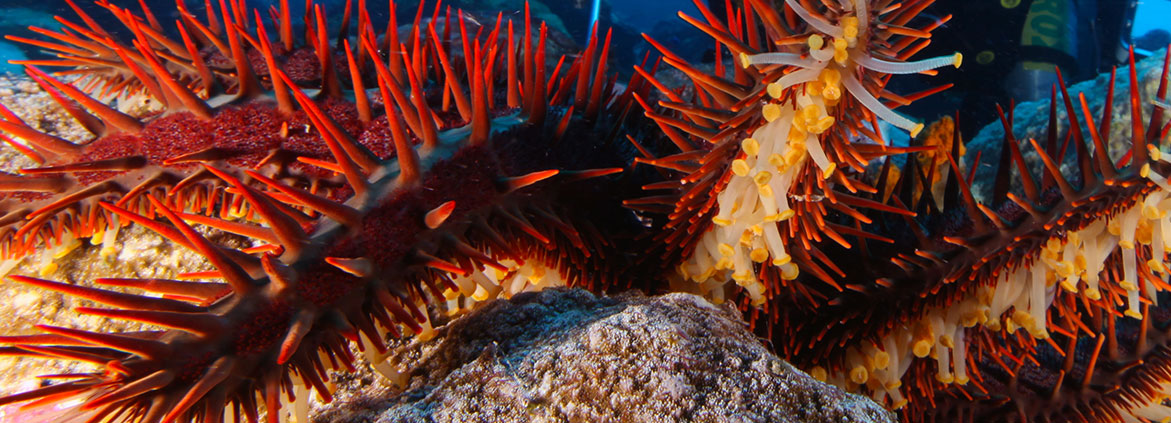 close-up of crown-of-thorns starfish