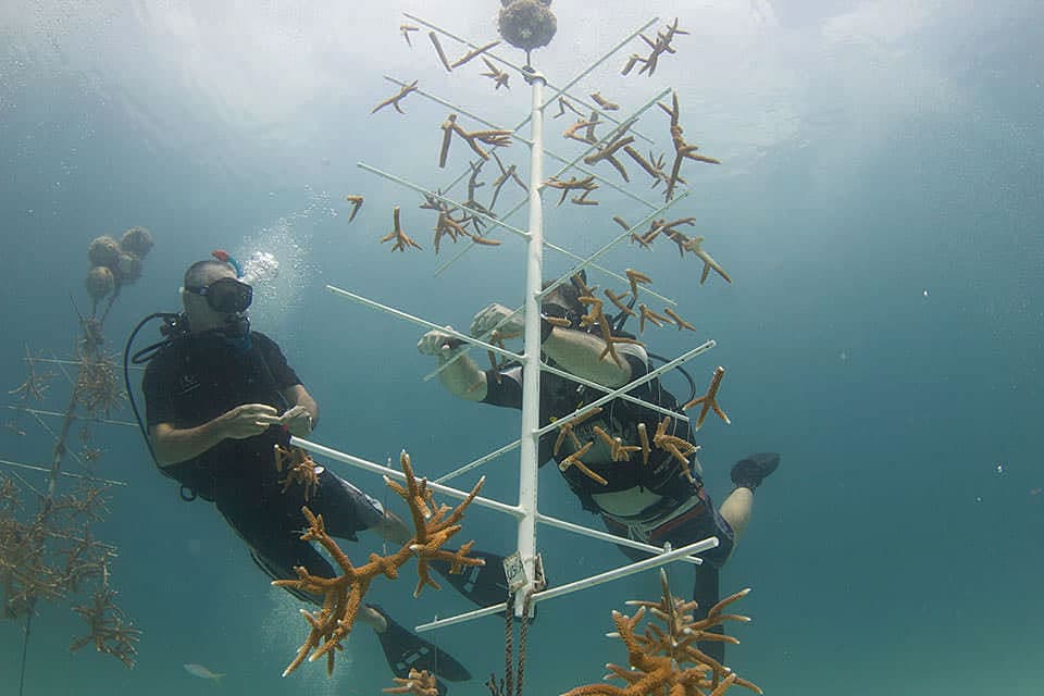 Coral 'farmers' tend to small, found corals anchored to an underwater structure.