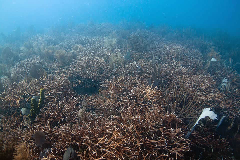 This is a photo of the Tallaboa reef in 2015. Restorers stabilized rubble, reattached broken corals and rebuilt the reef with coral transplants from nurseries.