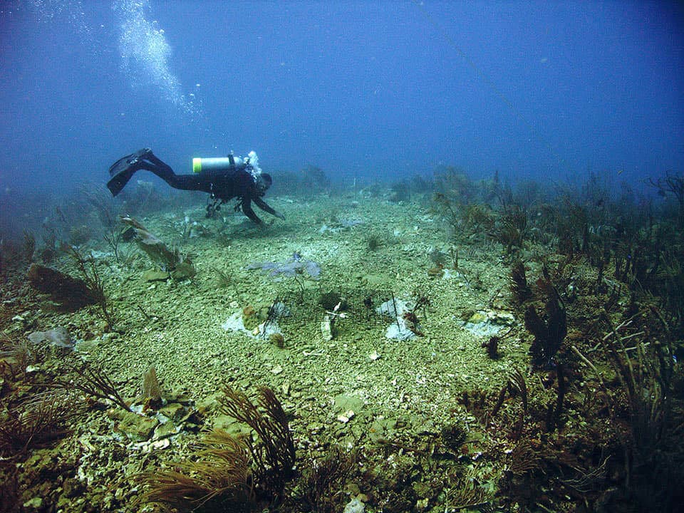 In 2006, an oil tanker grounding damaged a coral reef in Tallaboa, Puerto Rico.