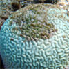 Bleached brain coral.