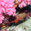 Fish under a coral reef