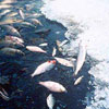 Fished killed by a harmful algal bloom