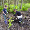 Volunteers participate by planting