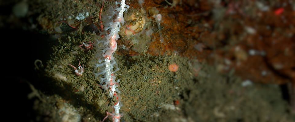 underwater image of new coral species