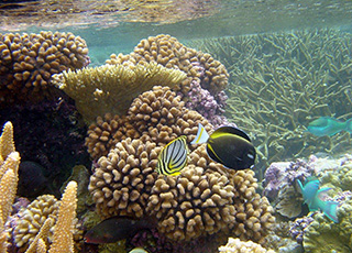 Colorful reef fish swim among vibrant corals in the Pacific Remote Islands Marine National Monument