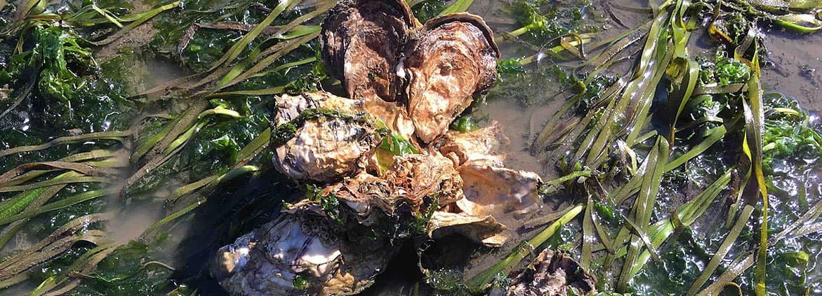 A cluster of bottom-cultured oysters grows in eelgrass in Willapa Bay, Washington