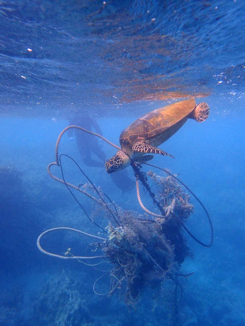 a green sea turtle entangled in a fishing net