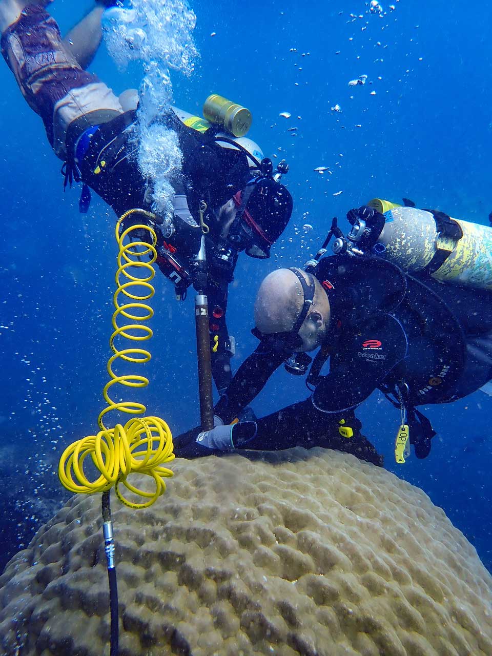 Scientists work carefully to extract a core of skeleton from a coral head