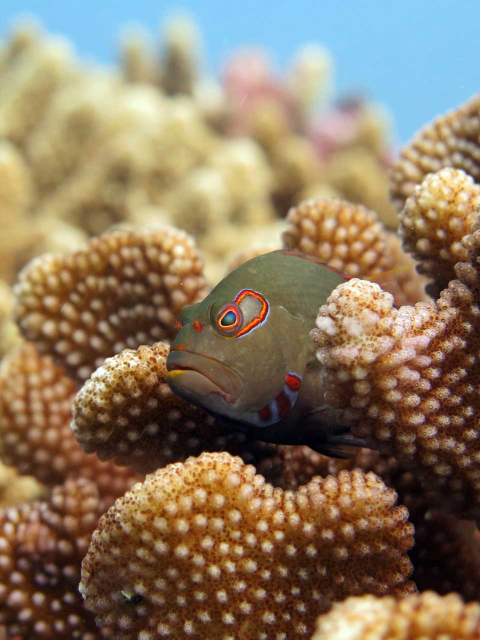 An arc-eye hawk fish perches on a Pocillopora coral
