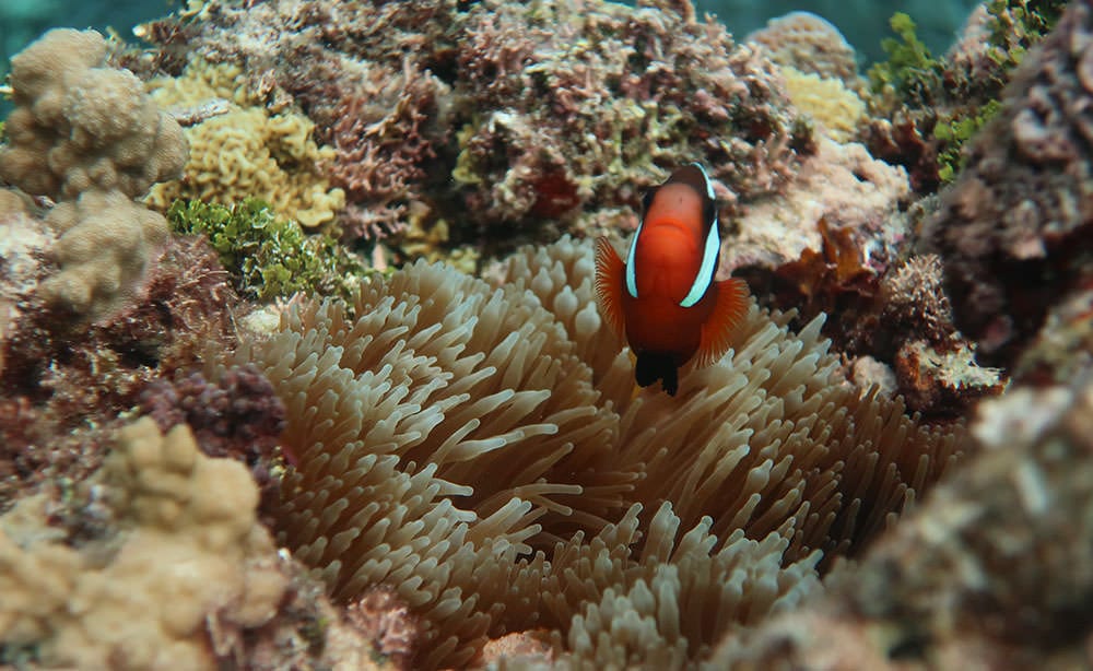 A clownfish peeks out from a coral reef along the island of Tinian