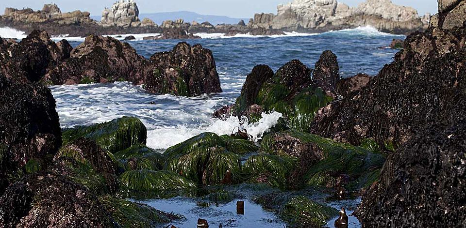 Monterey Bay tidal pool
