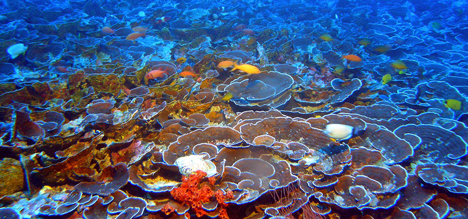 Mesophotic coral ecosystems found at 230 feet in Maui's 'Au'au Channel. Photo credit: NOAA and Hawaii Undersea Research Laboratory