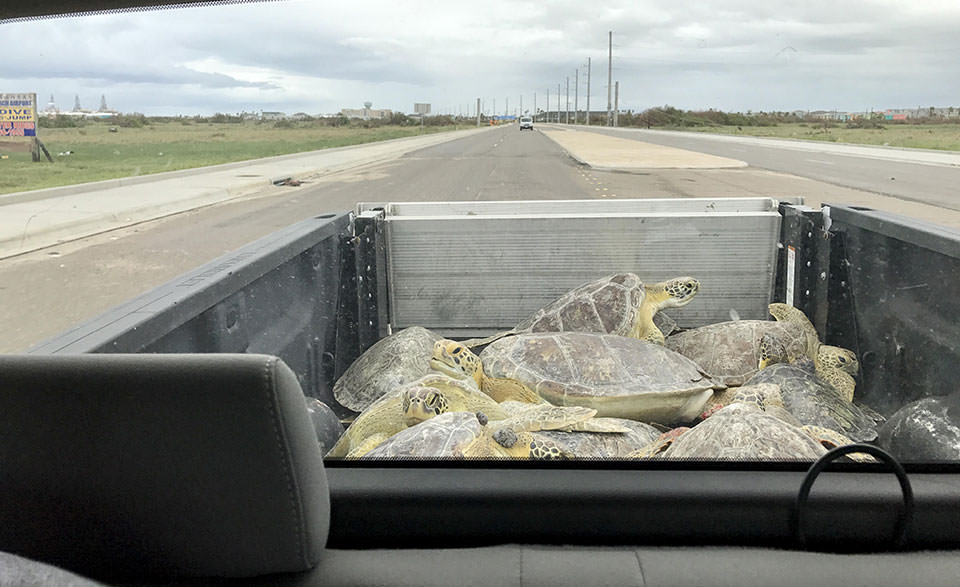 turtles in a truck bed