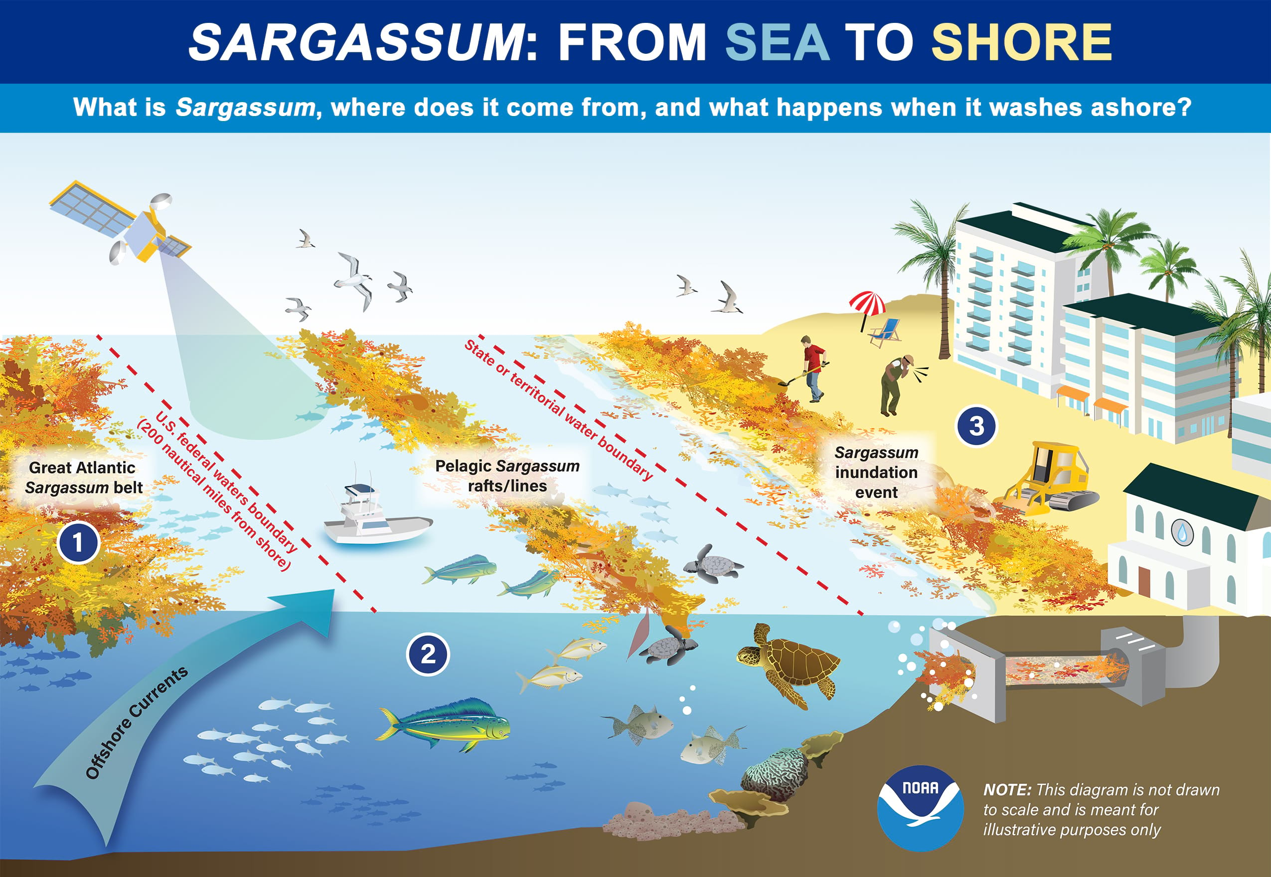 infographic showing the effects of Sargassum inundation events