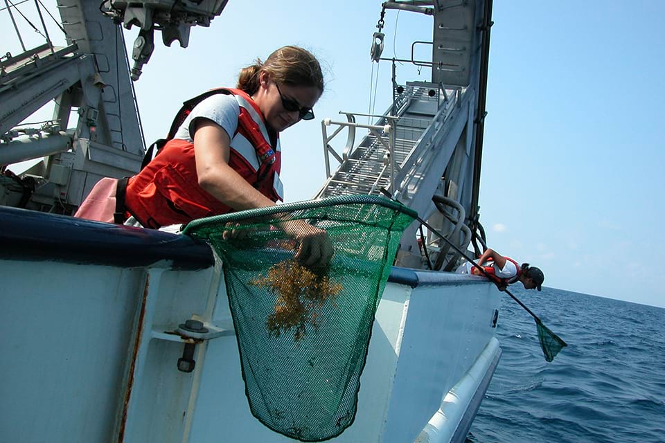 Andrea Quattrini, a technician with Steve W. Ross at UNC-Wilmington, passes time between submersible dives by collecting sargassum for later analysis. Photo credit: NOAA Life on the Edge 2004