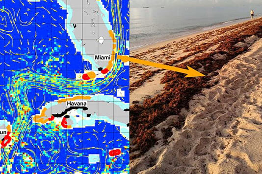 SIR para el 7-13 de julio de 2020 que indica un potencial de inundación intermedio (anaranjado) para Miami y una fotografía demostrando niveles moderados de Sargazo a lo largo de la playa en Miami. Origen: Laboratorio de Investigación de Macroalgas Marinas - Universidad Internacional de la Florida (MMRL-FIU por sus siglas en inglés)