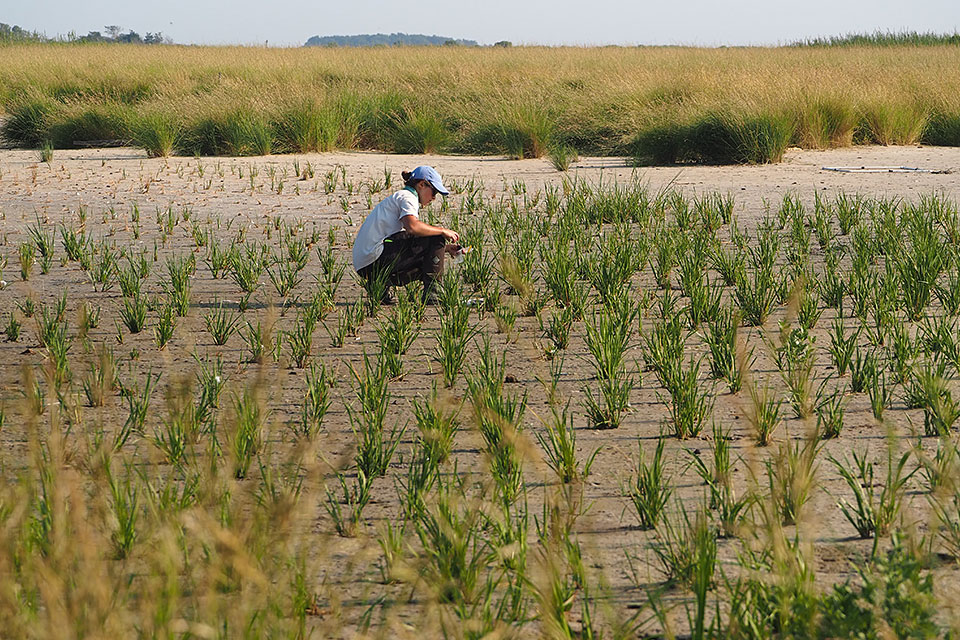 A researcher checks planted seagrass on the coastline of Swan Island in Chesapeake Bay