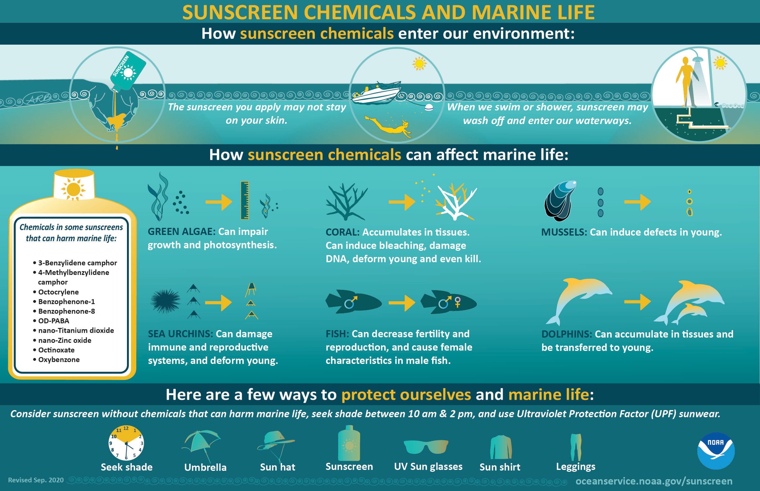 How SUNSCREEN CHEMICALS AFFECT MARINE LIFE