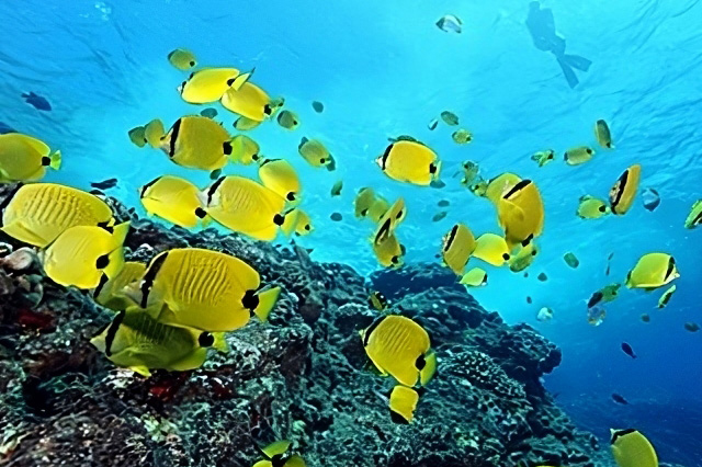 FIsh swimming near coral