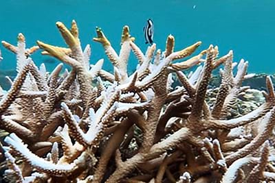 A partially bleached branching Acropora colony at Coconut Point, American Samoa