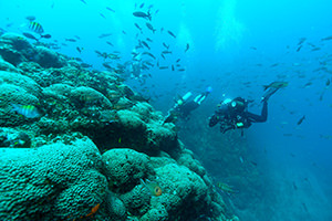 Several scuba divers swim alongside a reef covered in Madracis corals and swarming with fish