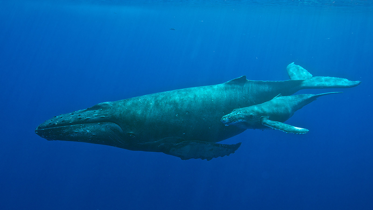 A humpback whale and its calf in NOAA's Hawaiian Islands Humpback Whale National Marine Sanctuary