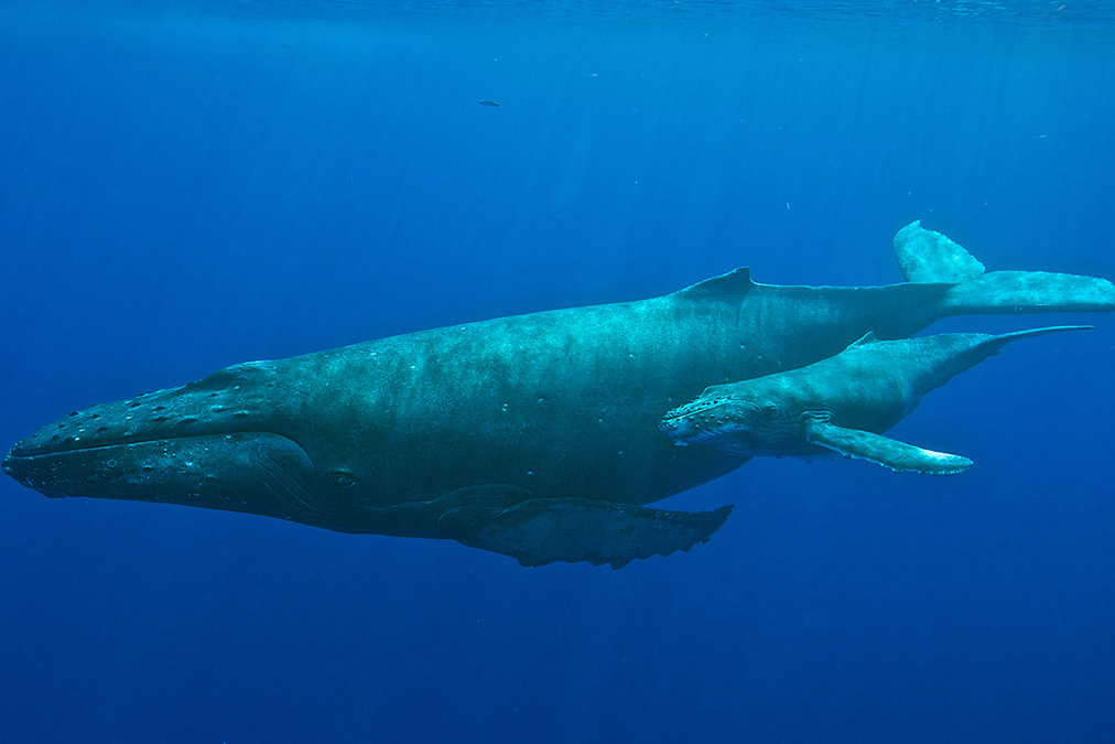 a humpback whale and its calf in NOAA's Hawaiian Islands Humpback Whale National Marine Sanctuary
