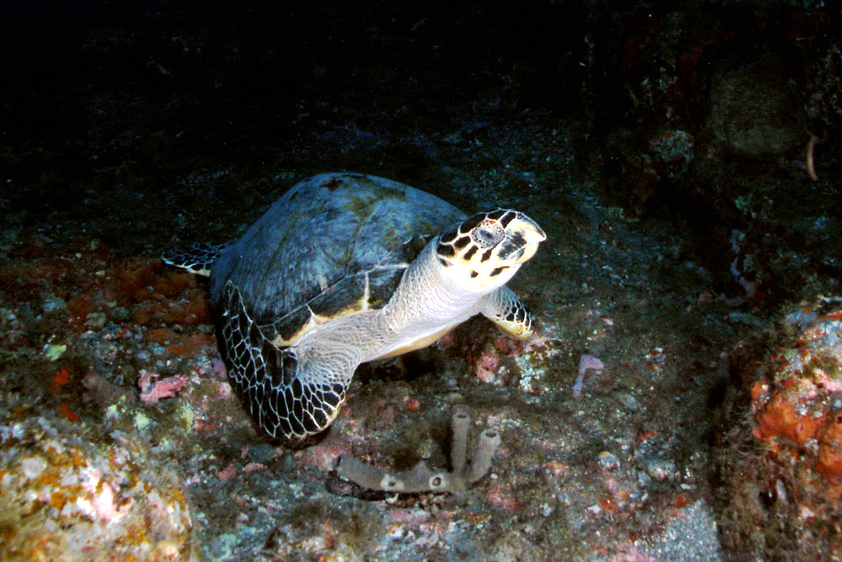 a hawksbill sea turtle at Flower Garden Banks National Marine Sanctuary